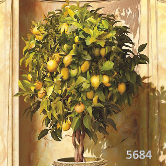 Лимонное дерево в нише